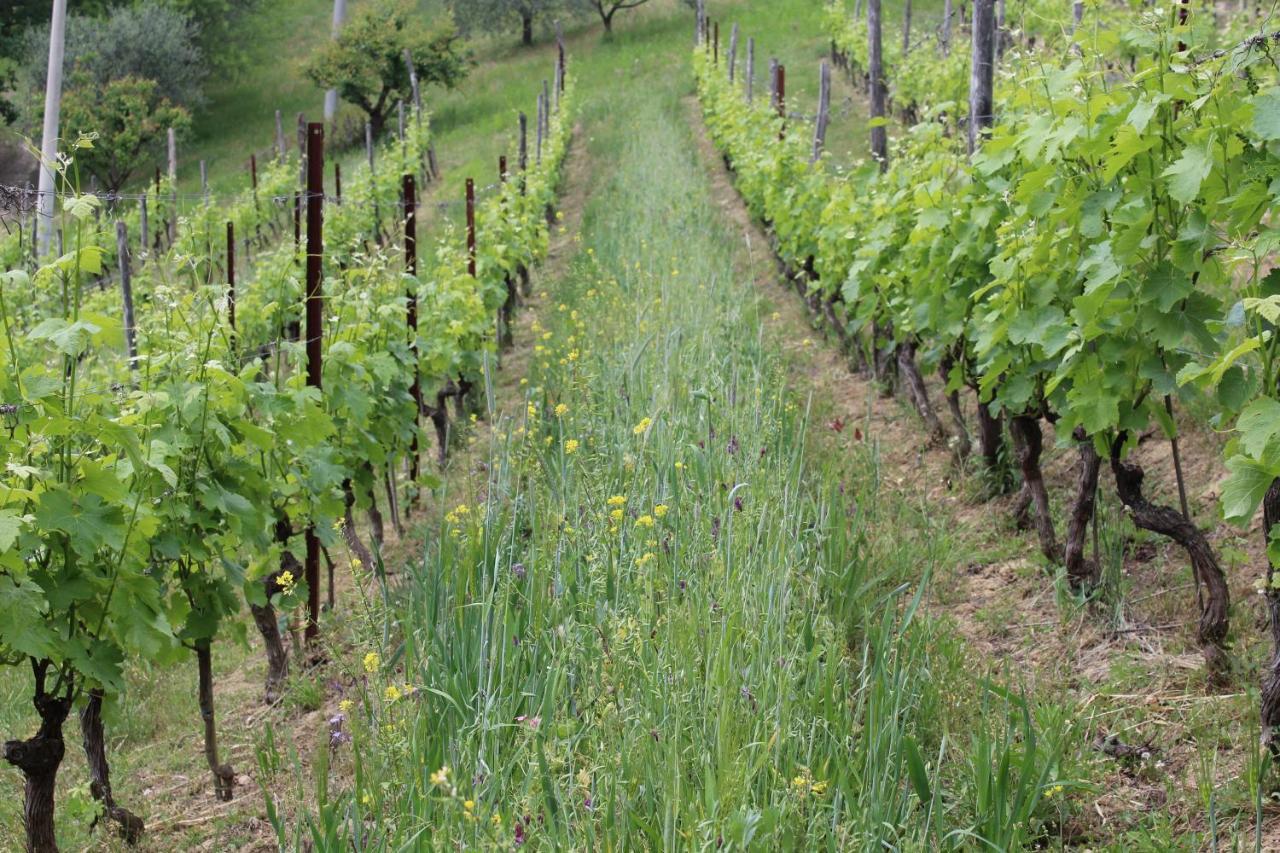 Agriturismo La Rovere Cossano Belbo Luaran gambar